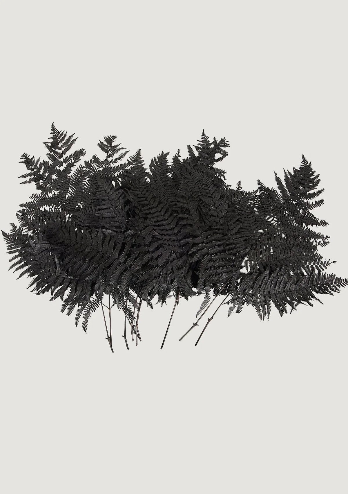 Bundle of 10 Preserved Bracken Fern Leaves in Black - 20-25"