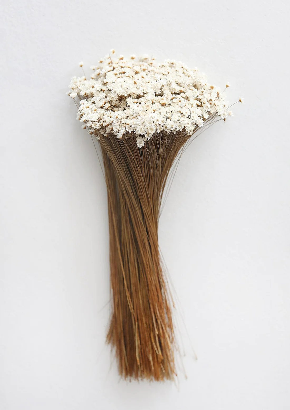 Natural Dried Star Flowers - 12-20"