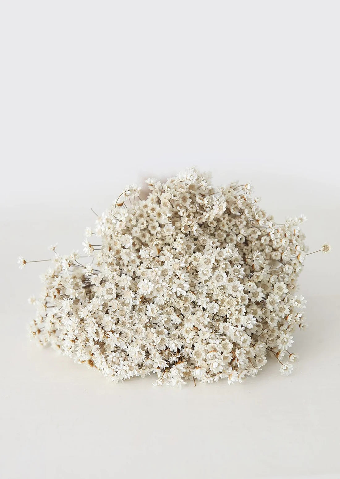 Natural Dried Star Flowers - 12-20"