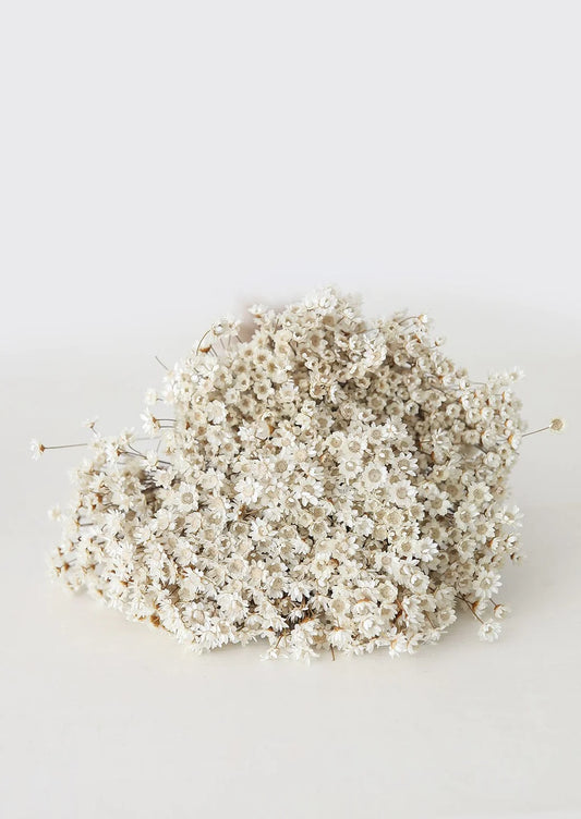 Natural Dried Star Flowers - 12-20"