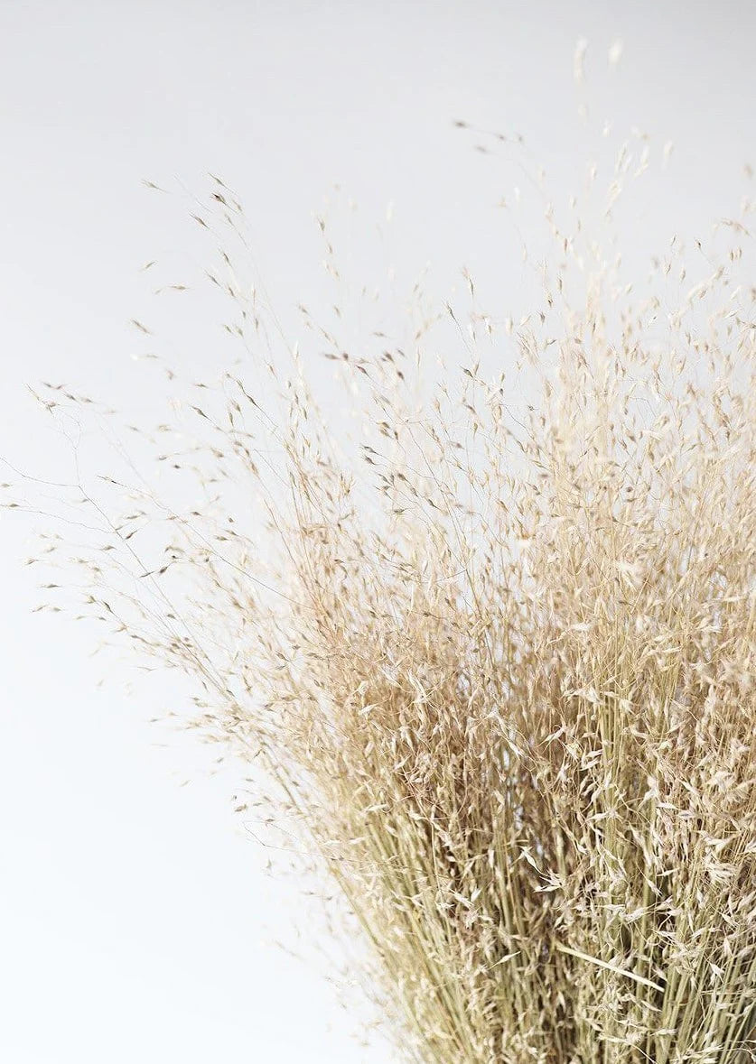 Dried Indian Rice Grass - 22-28"