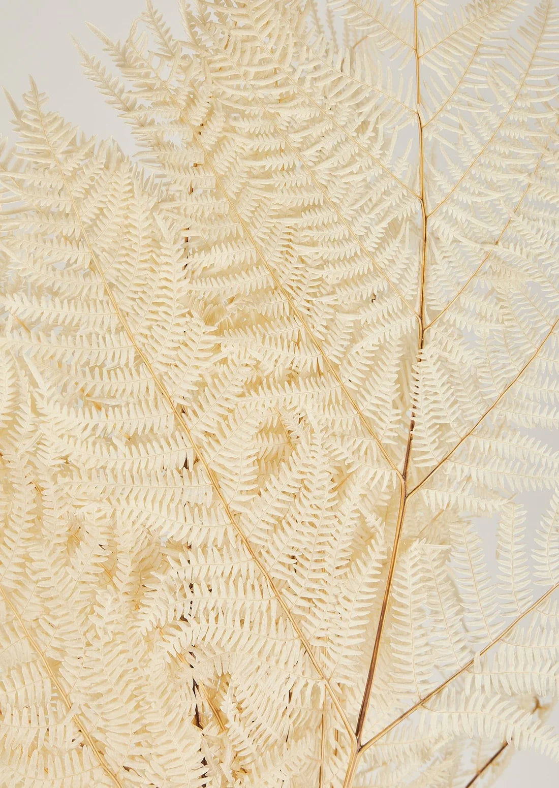 Bundle of 5 Bleached White Dried Bracken Ferns - 23-29"
