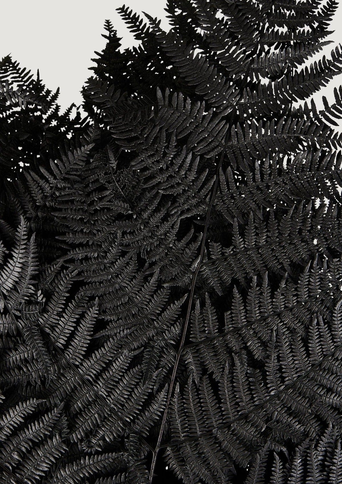 Bundle of 10 Preserved Bracken Fern Leaves in Black - 20-25"