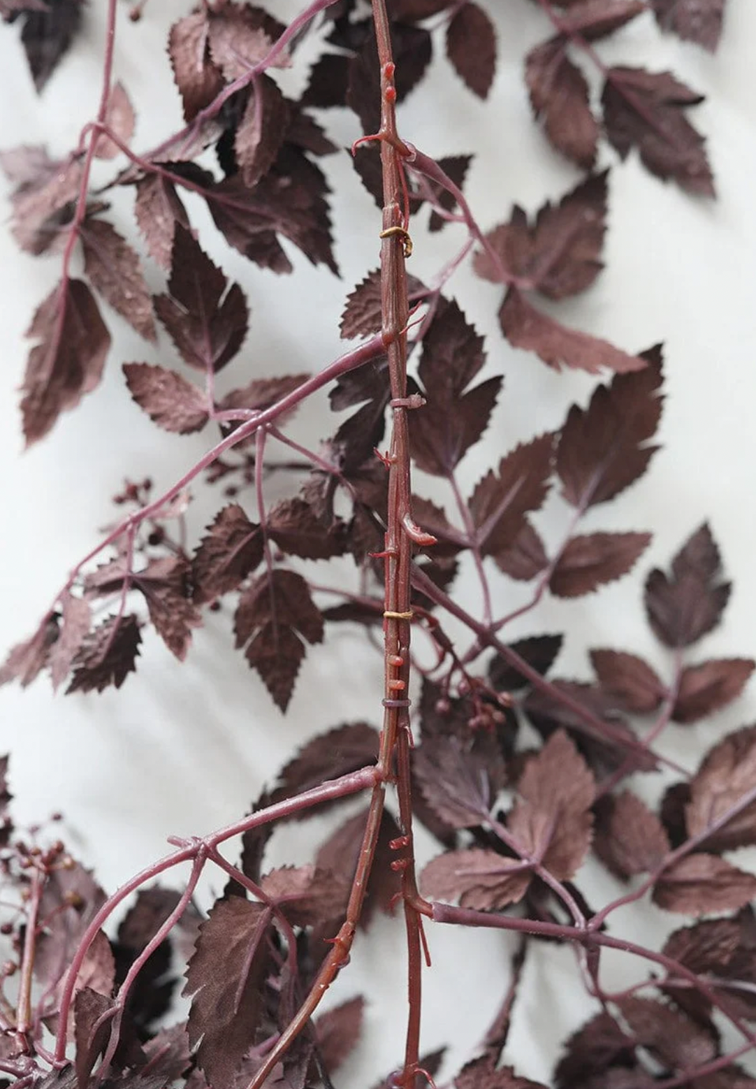 Plum Fall Leaves Foliage Cimicifuga Garland