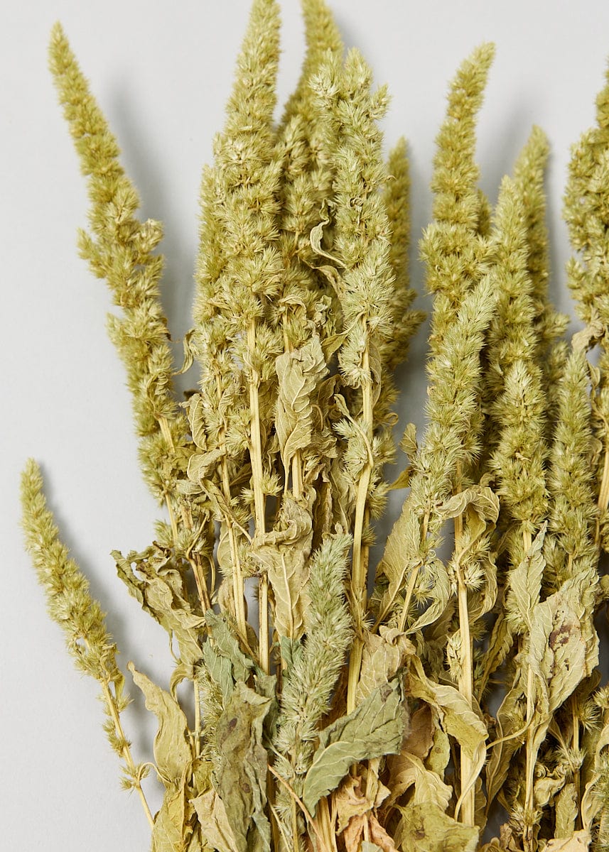Green Dried Flower Amaranthus Bundle - 19-22"