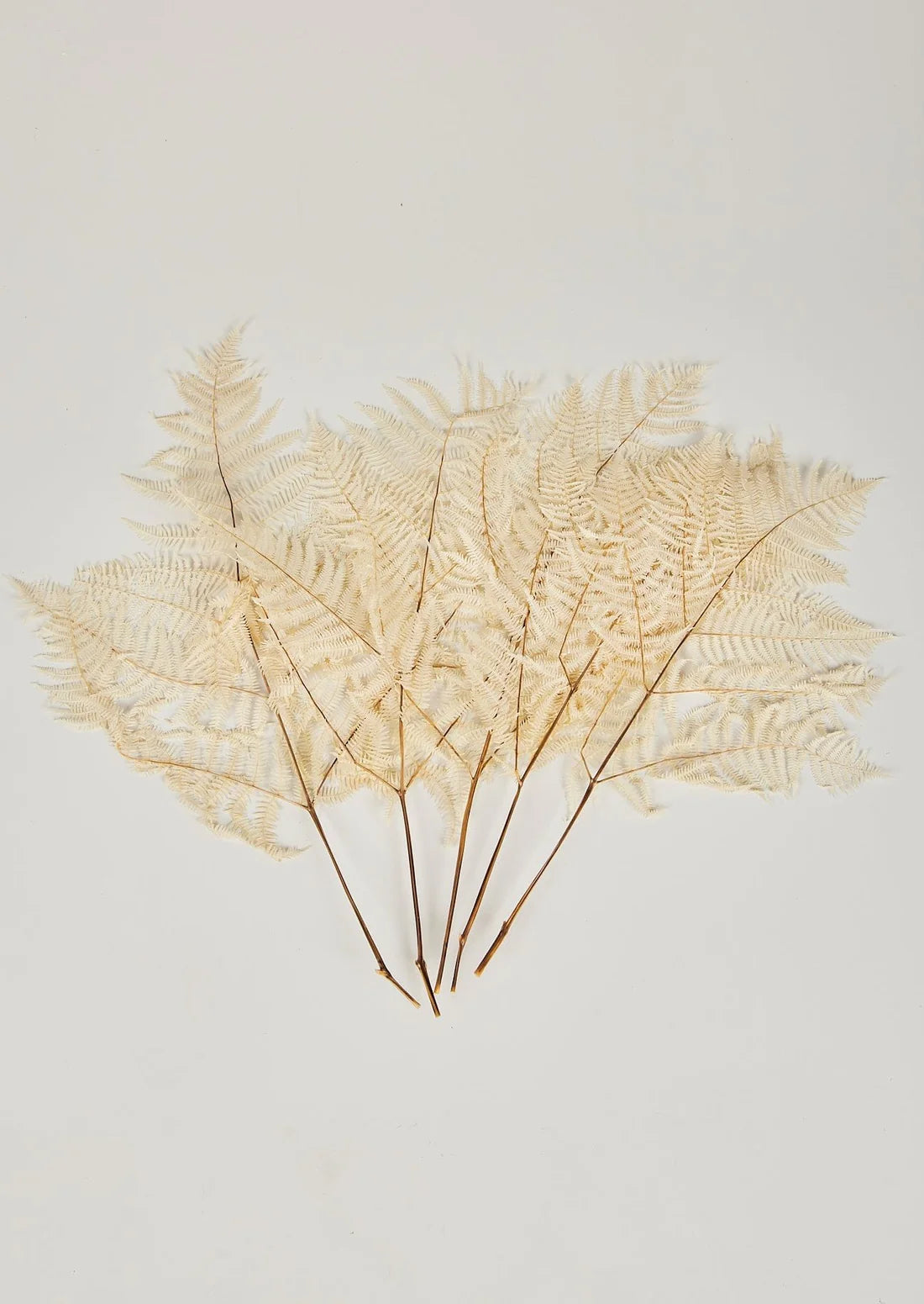 Bundle of 5 Bleached White Dried Bracken Ferns - 23-29"