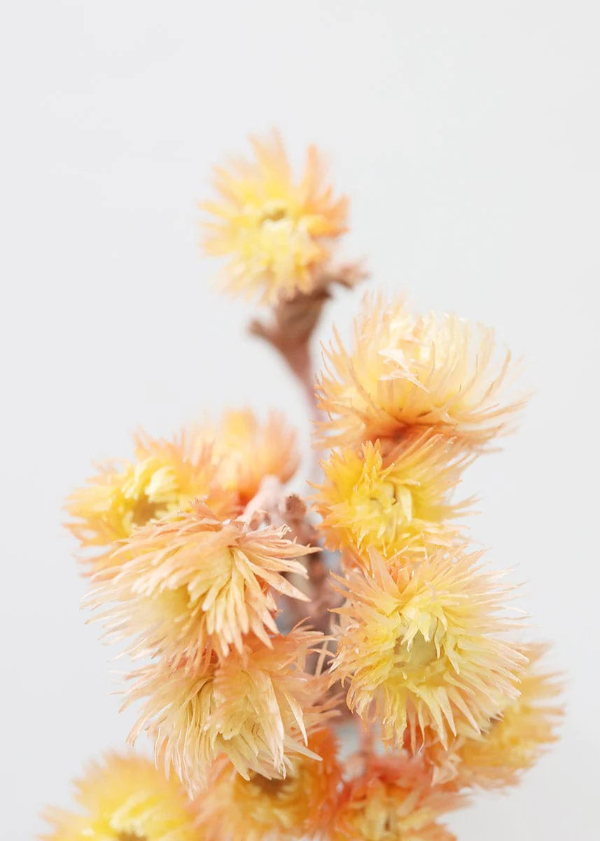 Dried Peach Silver Daisy Flowers - 10-13"