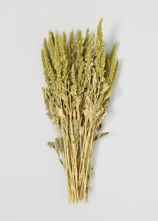 Green Dried Flower Amaranthus Bundle - 19-22"