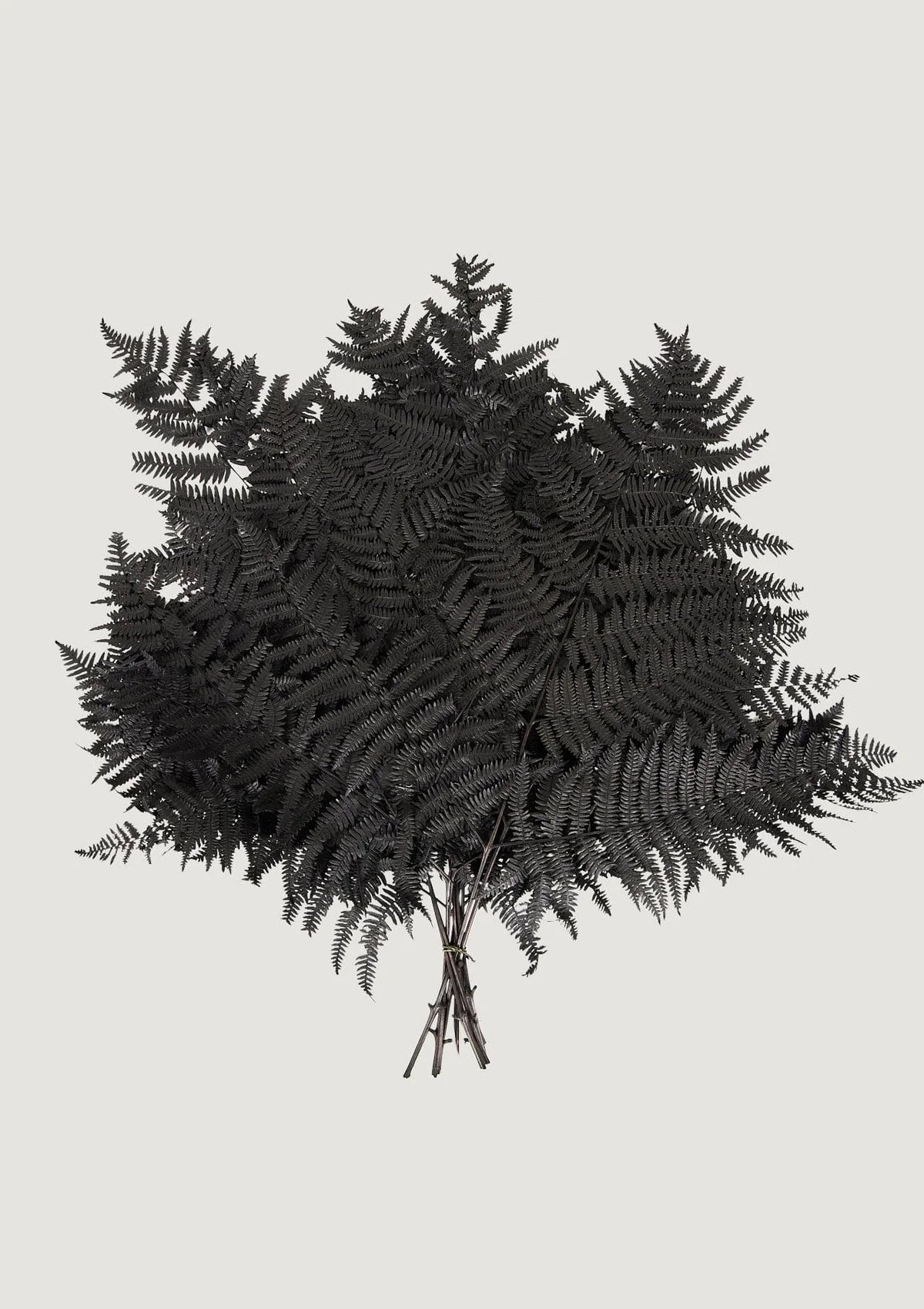 Bundle of 10 Preserved Bracken Fern Leaves in Black - 20-25"