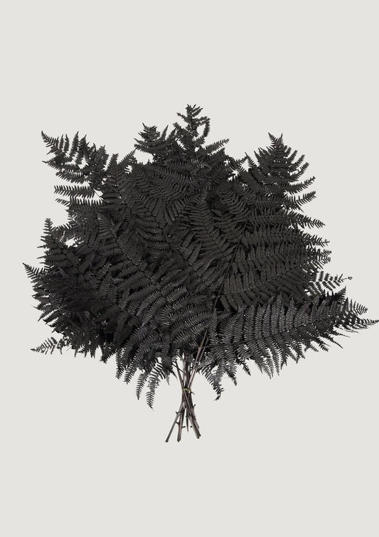 Bundle of 10 Preserved Bracken Fern Leaves in Black - 20-25"