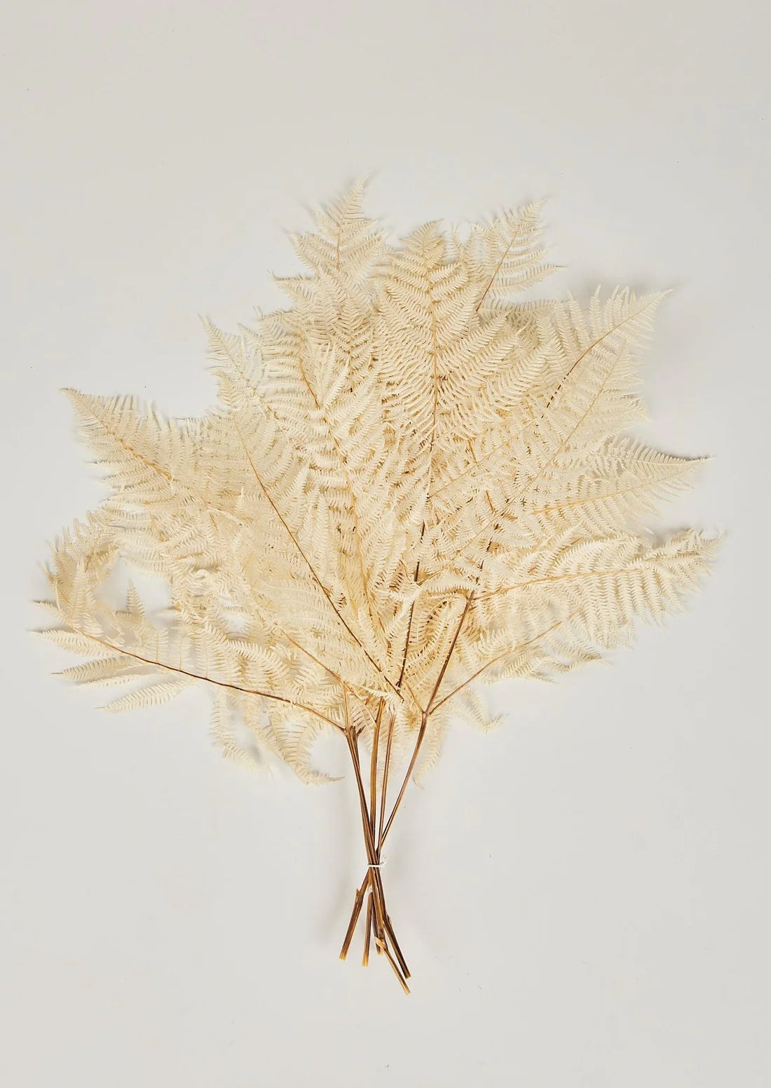 Bundle of 5 Bleached White Dried Bracken Ferns - 23-29"