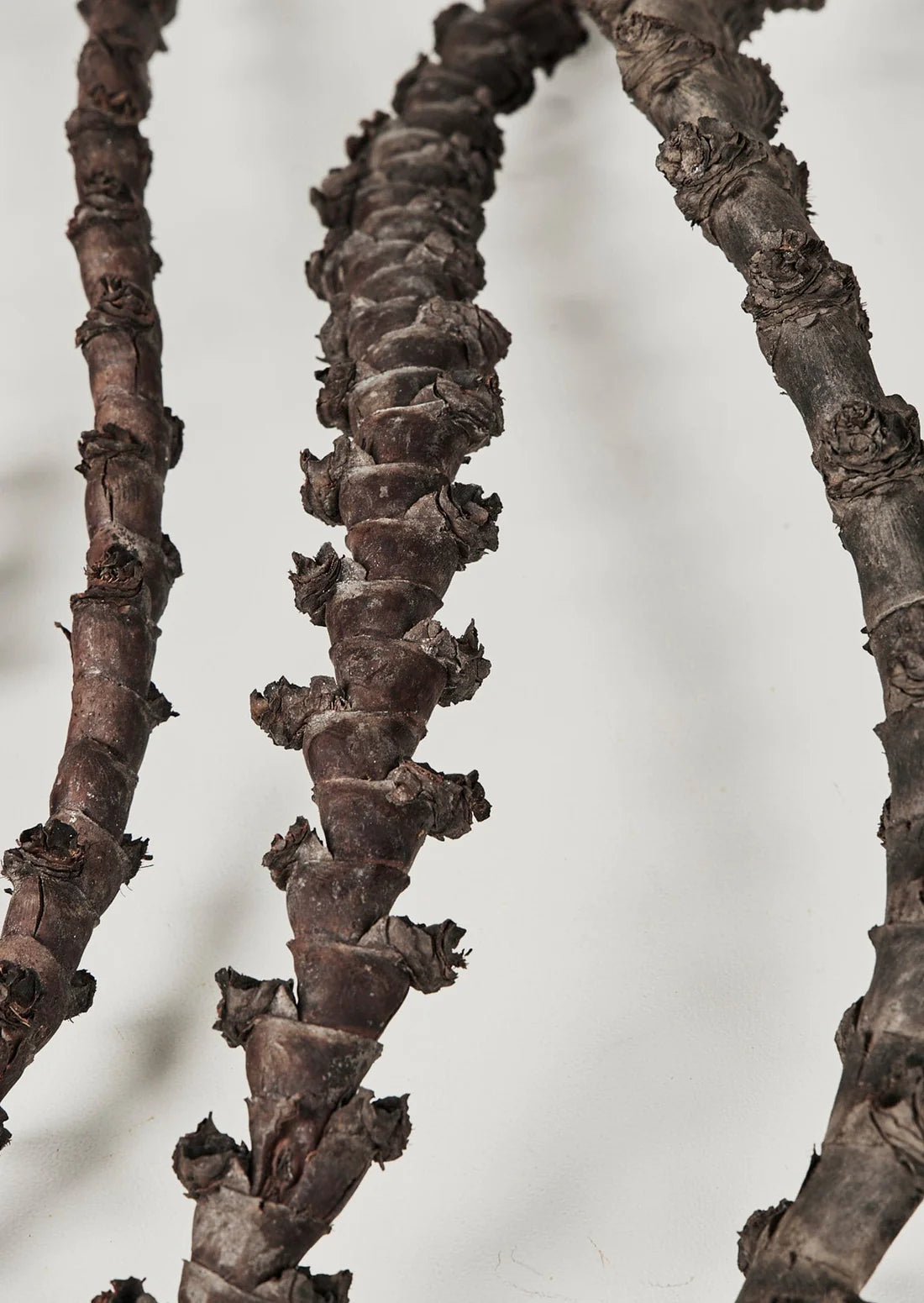 Fall Dried Flowers and Preserved GrassesBundle of 5 Natural Dried Curled Ladder Branches - 36-44"