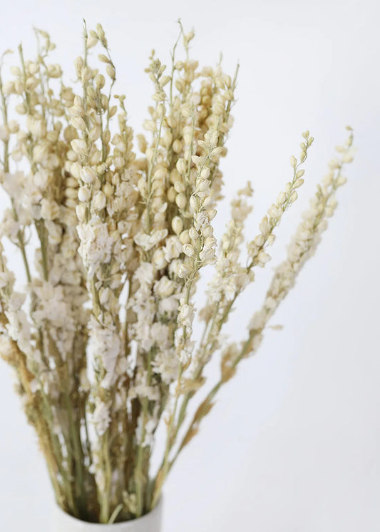 Cream Dried Larkspur Wildflowers - 23-26"