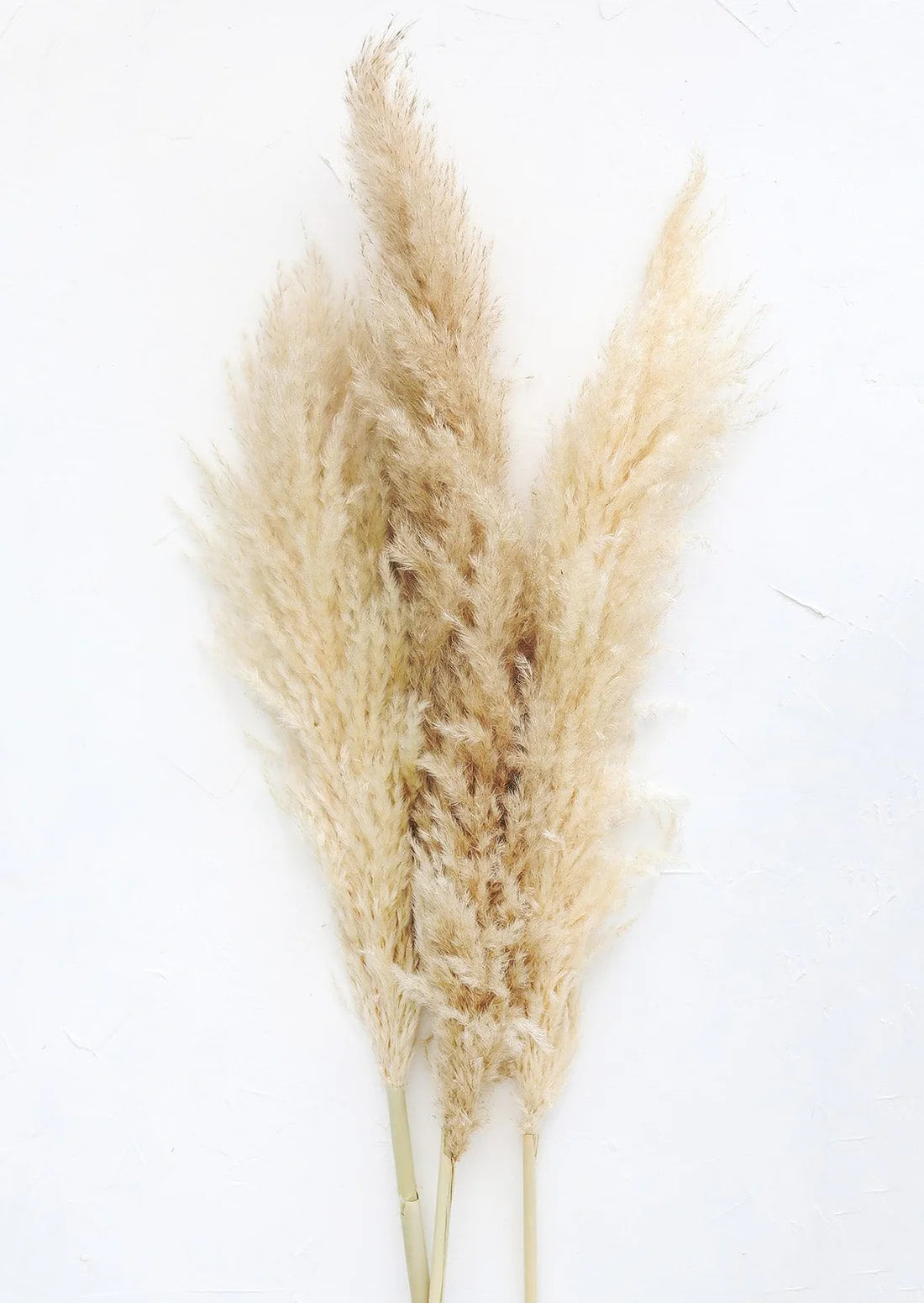 Bundle of 3 Dried Natural Pampas Grass - 40-48"