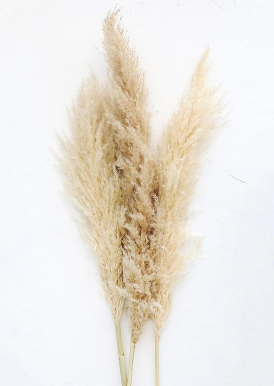 Bundle of 3 Dried Natural Pampas Grass - 40-48"