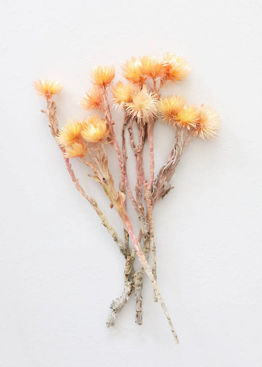 Dried Peach Silver Daisy Flowers - 10-13"