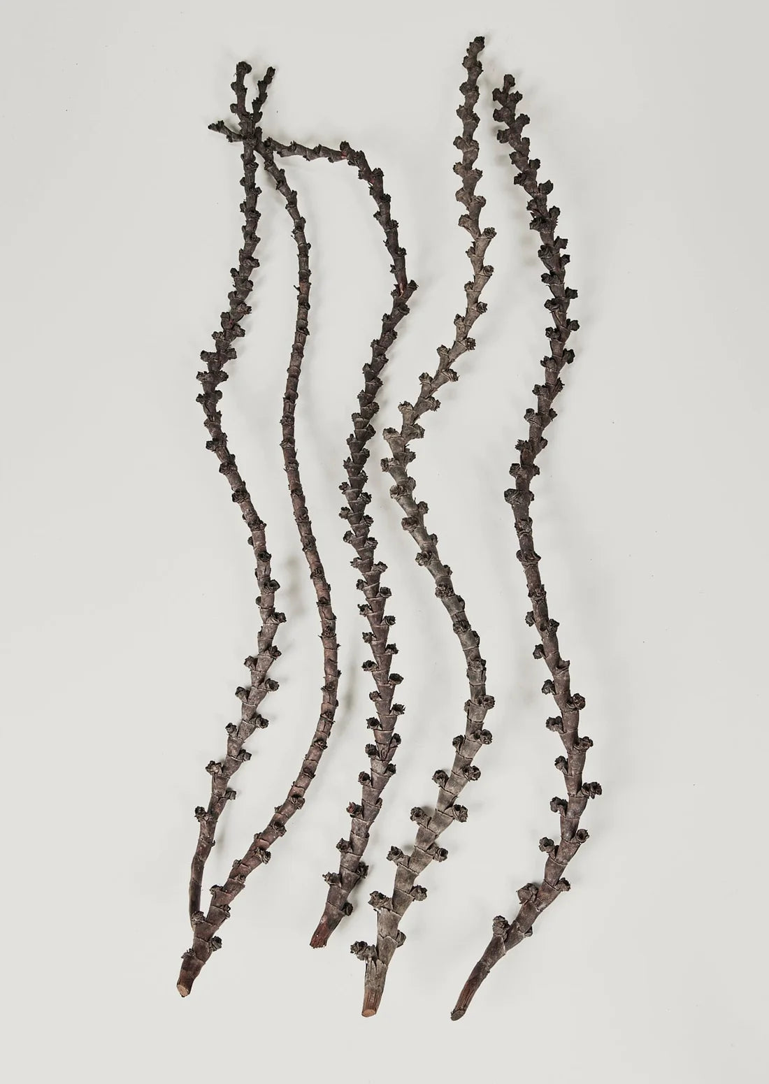 Fall Dried Flowers and Preserved GrassesBundle of 5 Natural Dried Curled Ladder Branches - 36-44"