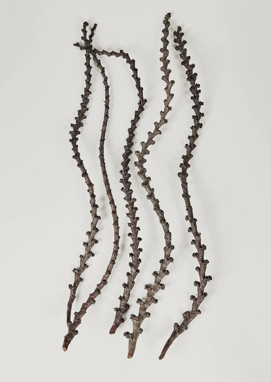 Fall Dried Flowers and Preserved GrassesBundle of 5 Natural Dried Curled Ladder Branches - 36-44"