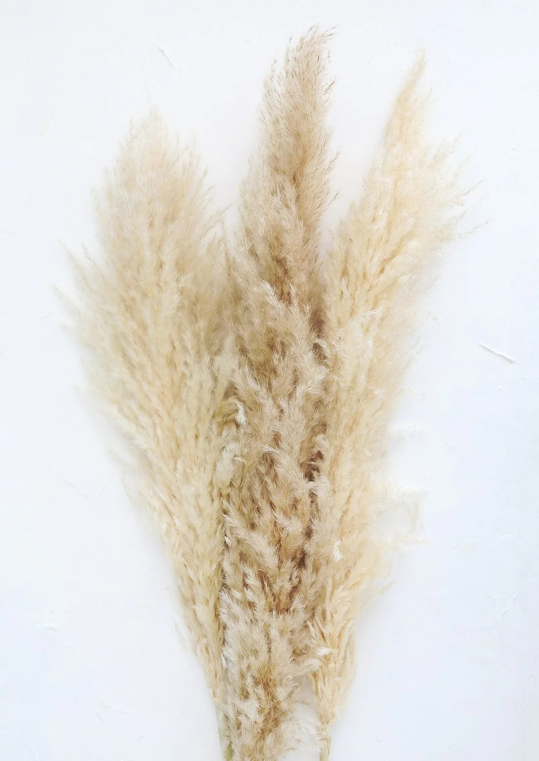 Bundle of 3 Dried Natural Pampas Grass - 40-48"