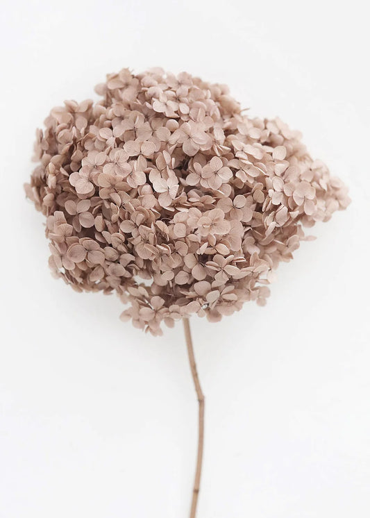 Preserved Taupe Hydrangea Full Bloomed - 22-24"