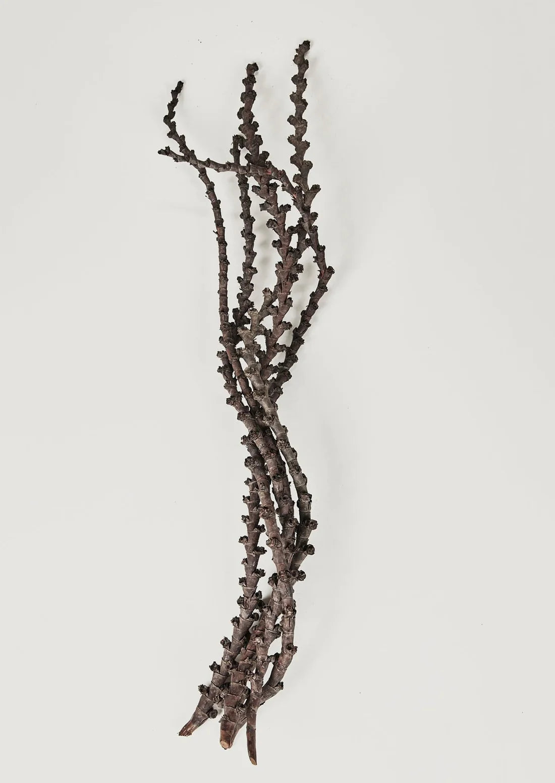 Fall Dried Flowers and Preserved GrassesBundle of 5 Natural Dried Curled Ladder Branches - 36-44"